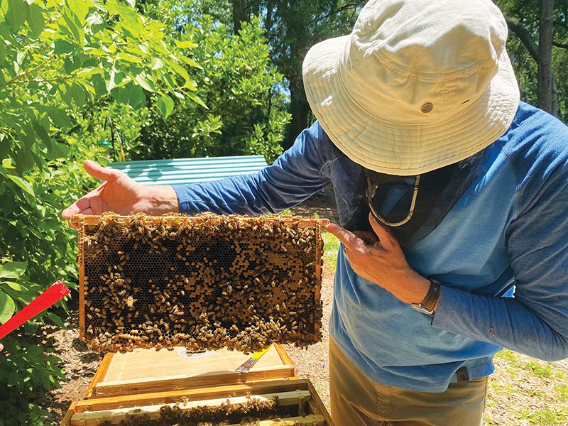 Getting Into Beekeeping