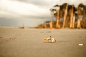 'Ghost Crab, Hunting Island' by Evan Fent