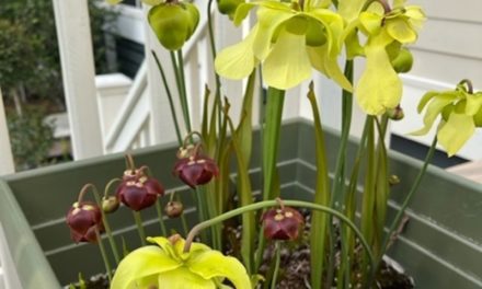 You’ll Never Strike Out with Pitcher Plants