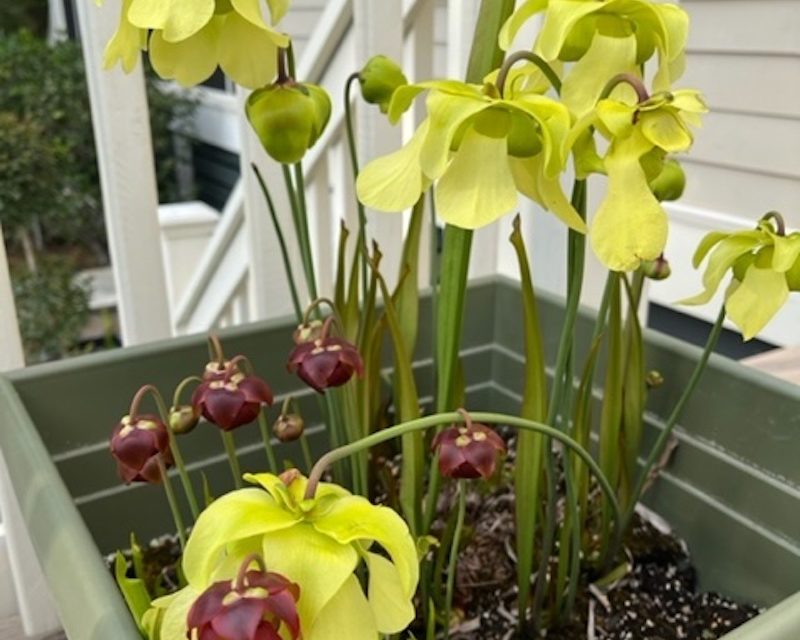 You’ll Never Strike Out with Pitcher Plants