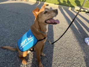 Adopt Me Dog Vest Adopt Me Dog Jacket for Foster Dogs 