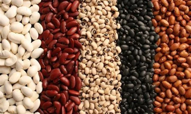 Bean, Beans, the Musical Fruit