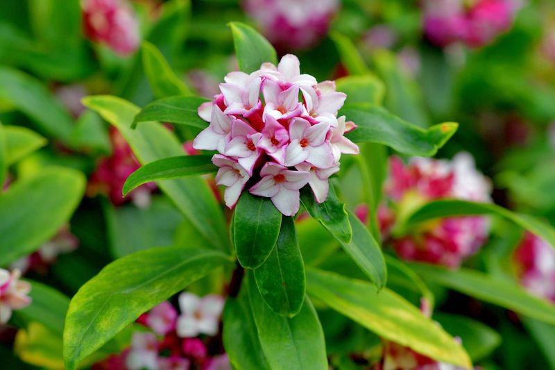 Flowering Shrubs