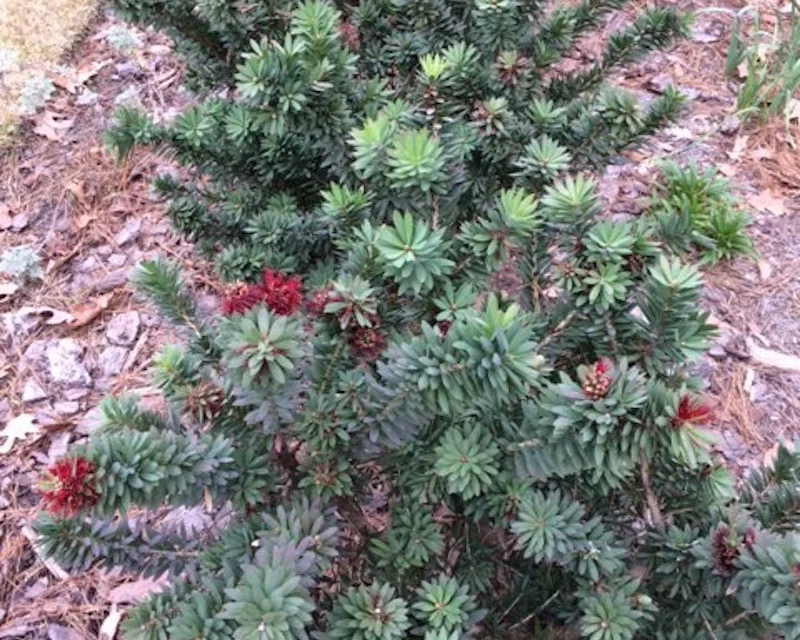 Help! The Shrubs are Eating My House!