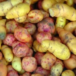 Tubers and Rhizomes and Corms, Oh My!