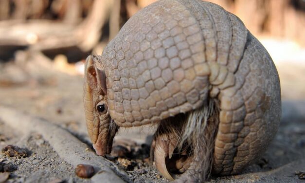 So You Moved Down South…