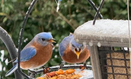 Tricking in Happiness