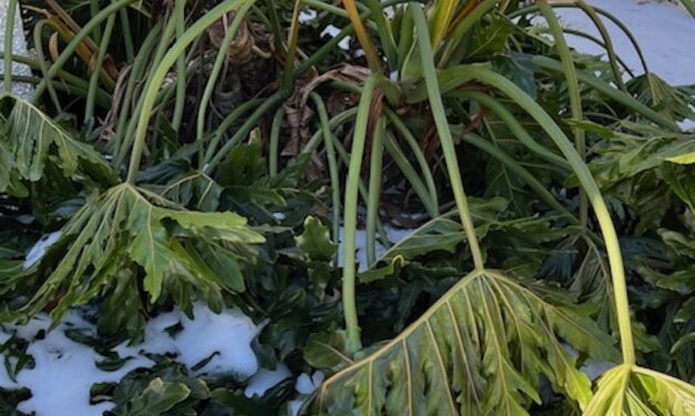 The Snow and Ice Have Melted – Now What?