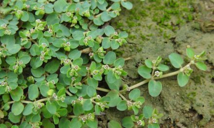 Weeds, Weeds, and More Weeds!