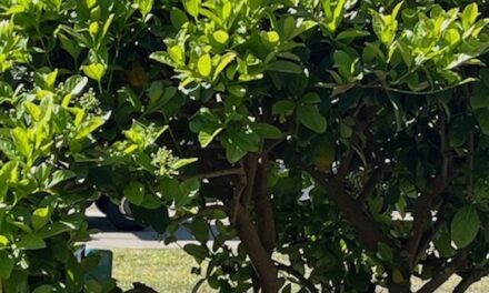 Beautiful and Beneficial Buffers