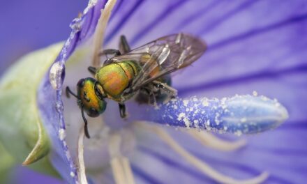 Museum Showcases Wild Bees Exhibit
