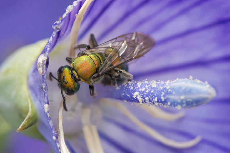 Museum Showcases Wild Bees Exhibit