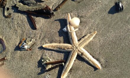 What Is All this Stuff We Find on the Beach?