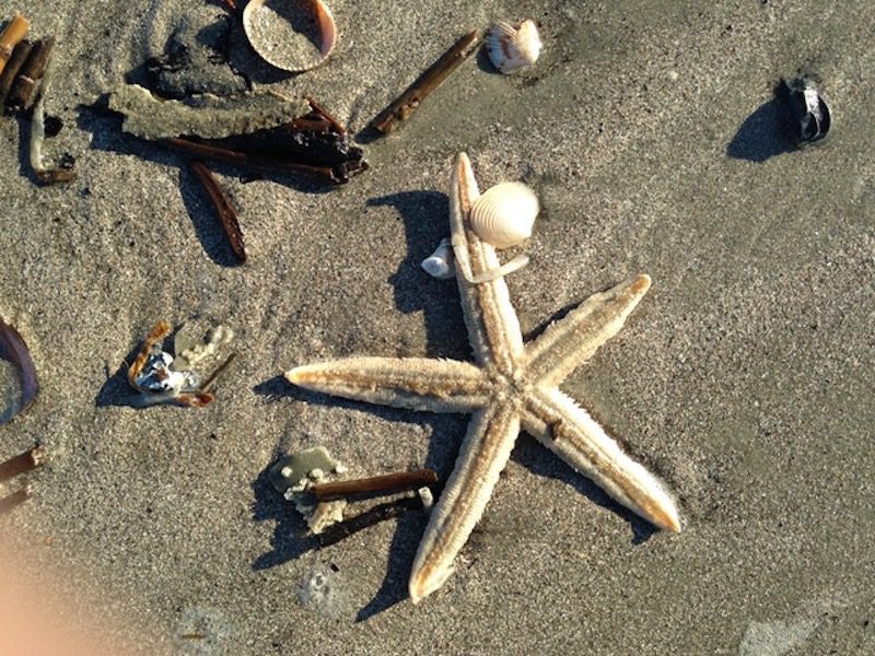 What Is All this Stuff We Find on the Beach?