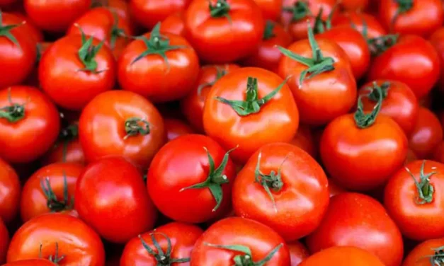 Tomatoes: A Fruit with an Identity Crisis