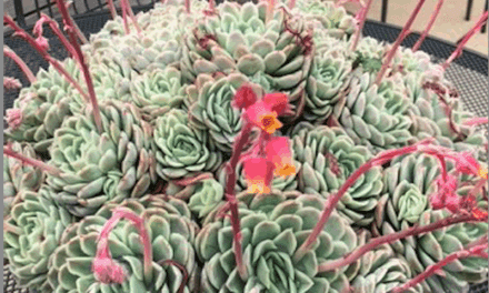 Soaking Up The Sun With Succulents