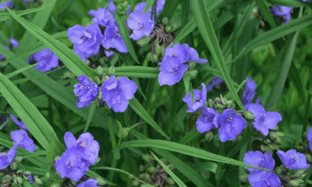 Underused Plants That Deserve a Place in Our Gardens