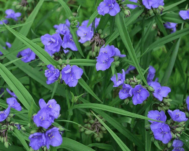 Underused Plants That Deserve a Place in Our Gardens