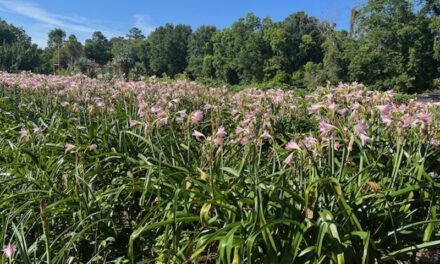 Friday Fun at a Farm