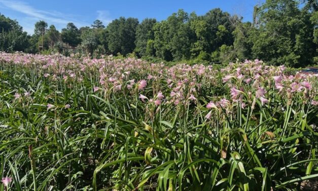 Friday Fun at a Farm