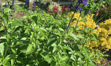 Salvias – The Perfect Plant for Lowcountry Gardens