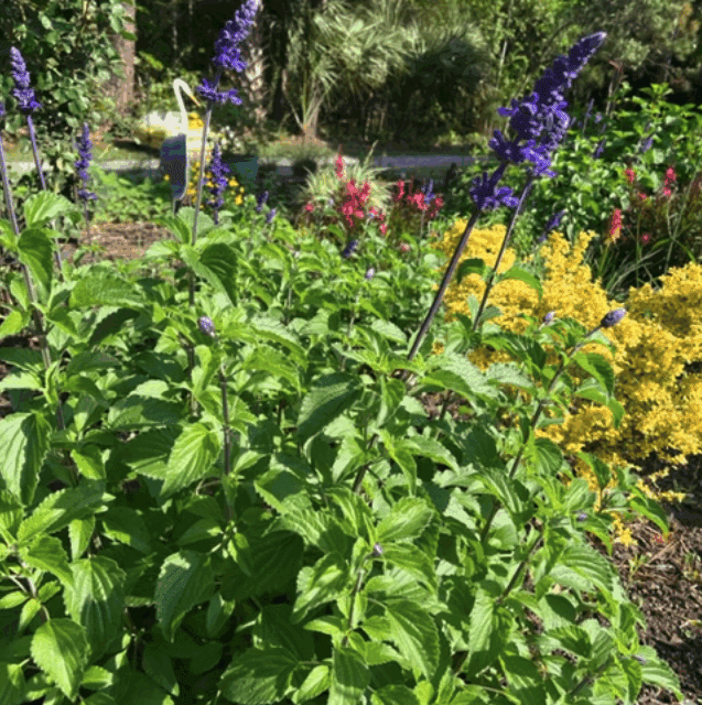 Salvias – The Perfect Plant for Lowcountry Gardens