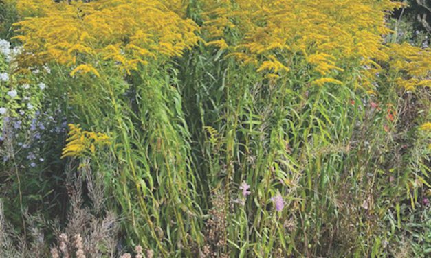 Fabulous Fall Flowers