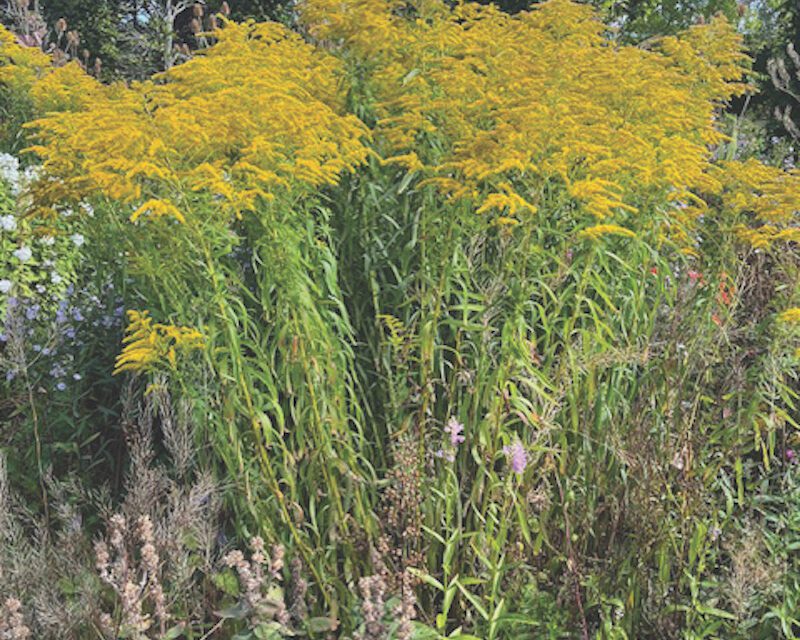 Fabulous Fall Flowers