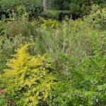 Garden Quirks – Good and Bad