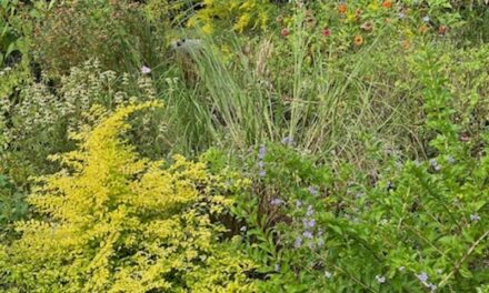 Garden Quirks – Good and Bad