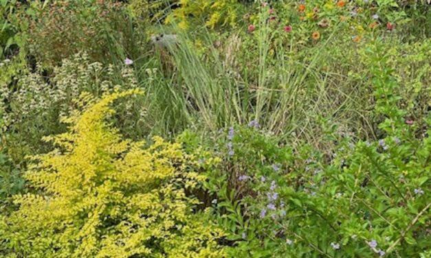 Garden Quirks – Good and Bad