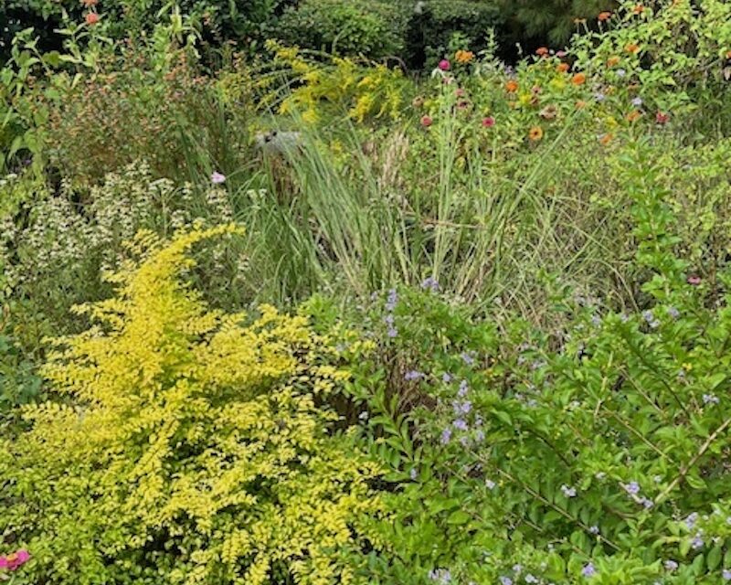 Garden Quirks – Good and Bad