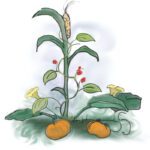 Thanksgiving Horticultural History & The Three Sisters