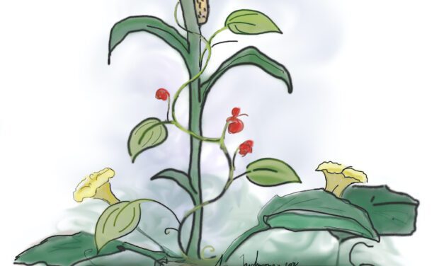 Thanksgiving Horticultural History & The Three Sisters