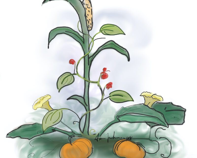 Thanksgiving Horticultural History & The Three Sisters