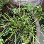 Rosemary is For Remembrance: Wonderful Herbs for Your Garden