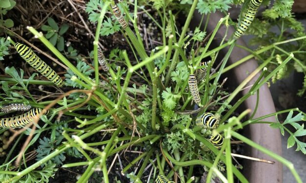 Rosemary is For Remembrance: Wonderful Herbs for Your Garden
