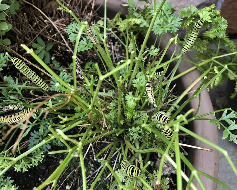 Rosemary is For Remembrance: Wonderful Herbs for Your Garden