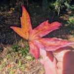 Catch a Falling Leaf