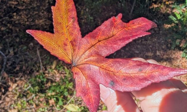 Catch a Falling Leaf