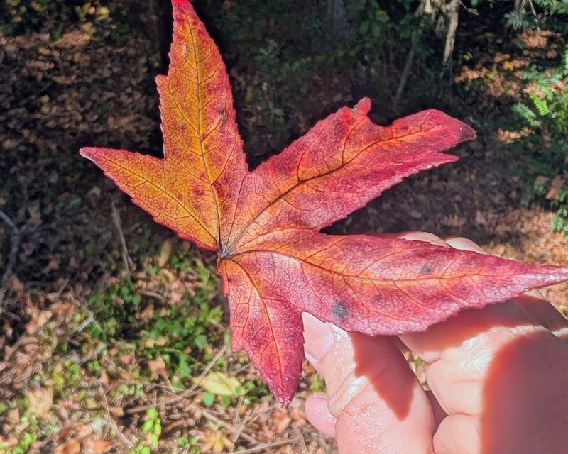 Catch a Falling Leaf