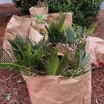 Messy or Tidy? What kind of gardener are you?