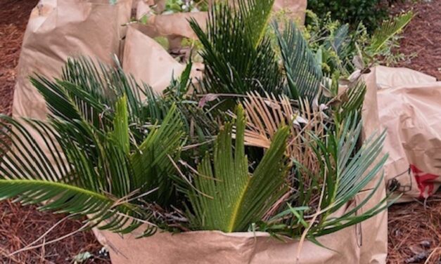 Messy or Tidy? What kind of gardener are you?