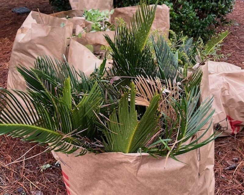 Messy or Tidy? What kind of gardener are you?