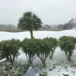 Too Many Hard Freezes!