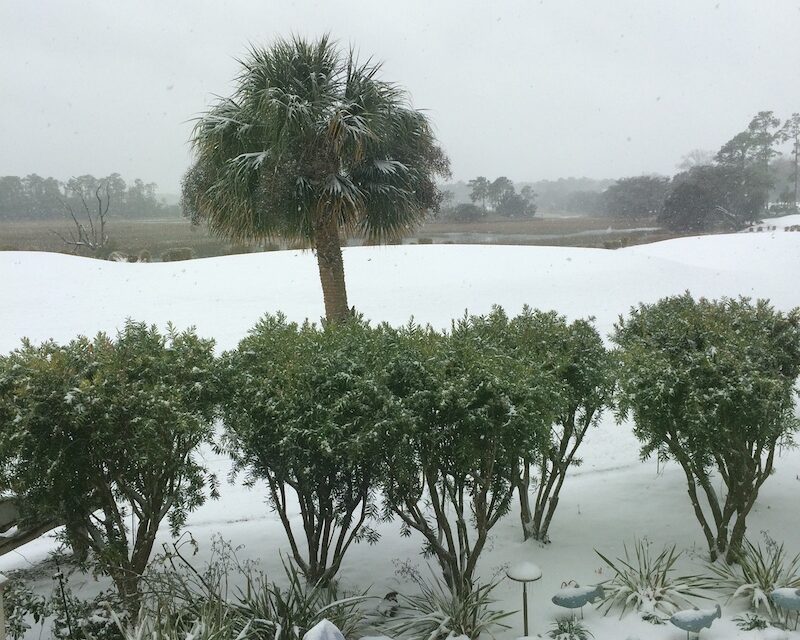 Too Many Hard Freezes!