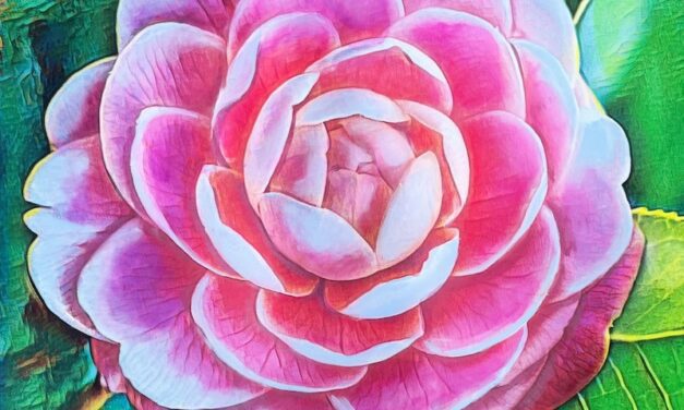 SOBA Launches Member Donated Art Exhibit