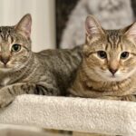 The Caterer’s Cats