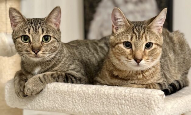 The Caterer’s Cats