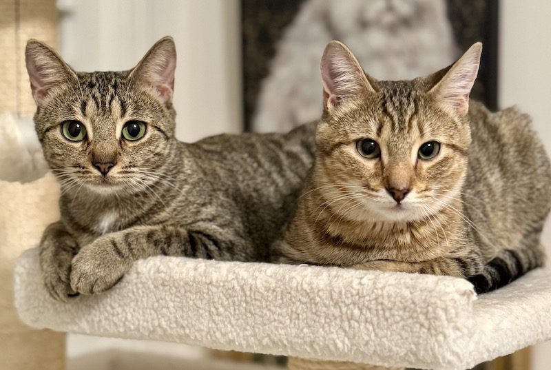 The Caterer’s Cats